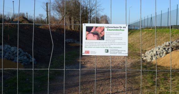 Ersatzhabitate für Eidechsen durch einen Zaun fotografiert